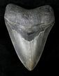 Nicely Serrated Megalodon Tooth - North Carolina #19976-1